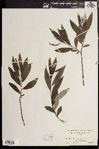 Salix sericea image