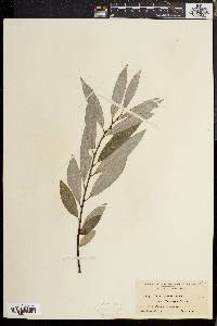 Salix sericea image