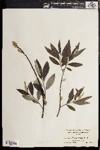 Salix sericea image