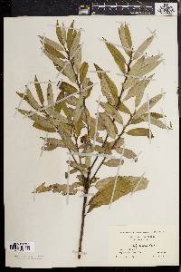 Salix sericea image