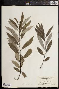 Salix sericea image