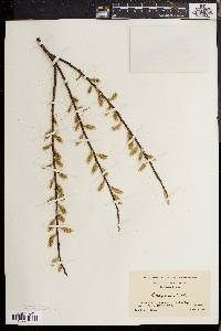 Salix sericea image