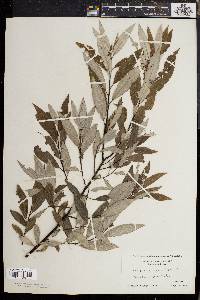 Salix sericea image