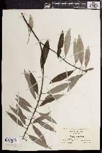 Salix sericea image