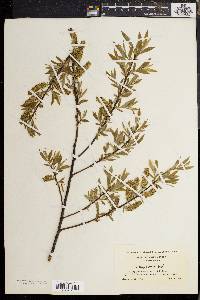 Salix sericea image