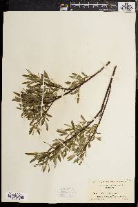 Salix sericea image