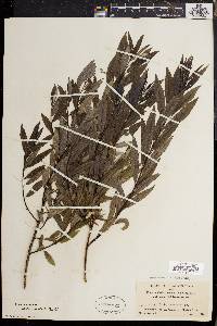 Salix sericea image