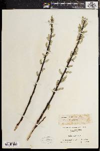 Salix sericea image