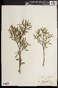 Salix sericea image