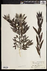 Salix sericea image