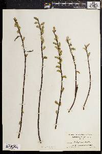 Salix sericea image