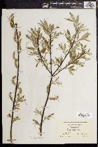 Salix sericea image