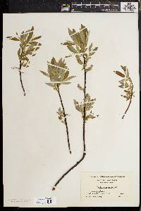 Salix sericea image