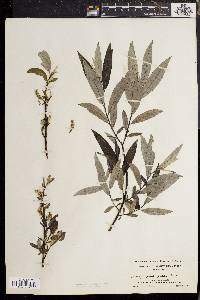 Salix sericea image