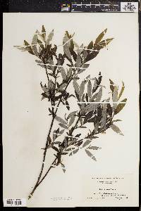 Salix sericea image