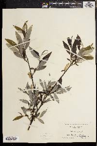 Salix sericea image