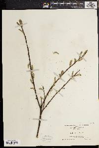 Salix sericea image