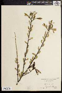 Salix sericea image