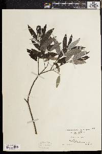 Salix sericea image