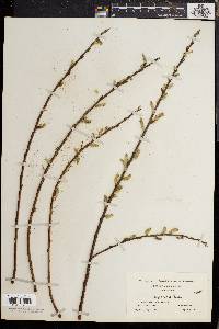 Salix sericea image