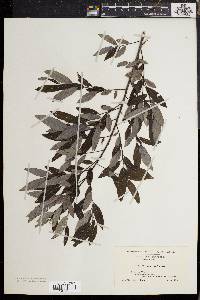 Salix sericea image