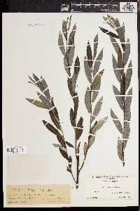 Salix sericea image