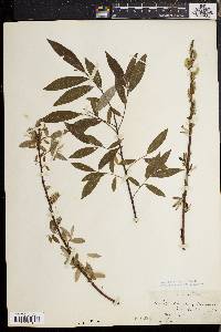 Salix sericea image