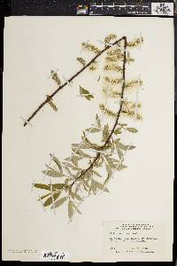 Salix sericea image