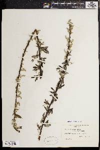 Salix sericea image