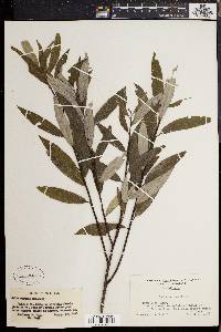 Salix sericea image