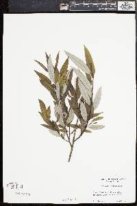 Salix sericea image