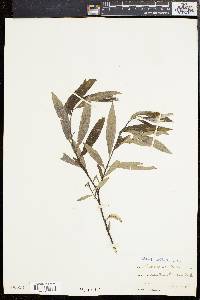 Salix sericea image