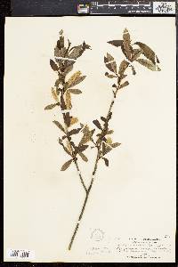 Salix serissima image