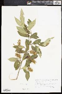 Salix serissima image