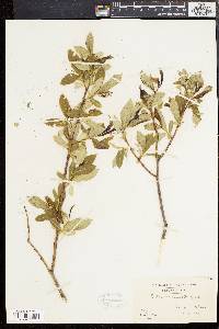 Salix serissima image