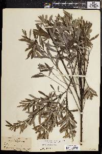 Salix tristis image