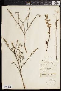 Salix tristis image