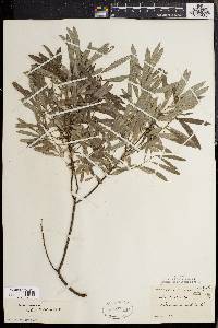 Salix tristis image