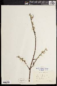 Salix tristis image