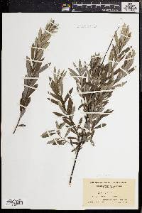 Salix tristis image