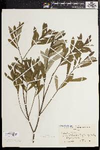 Salix tristis image