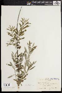 Salix tristis image