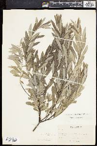 Salix tristis image