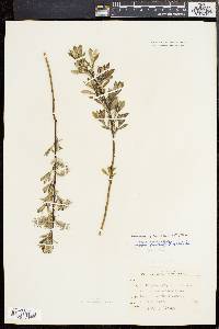 Salix tristis image