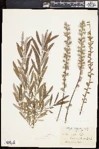 Salix tristis image