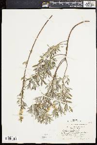 Salix tristis image