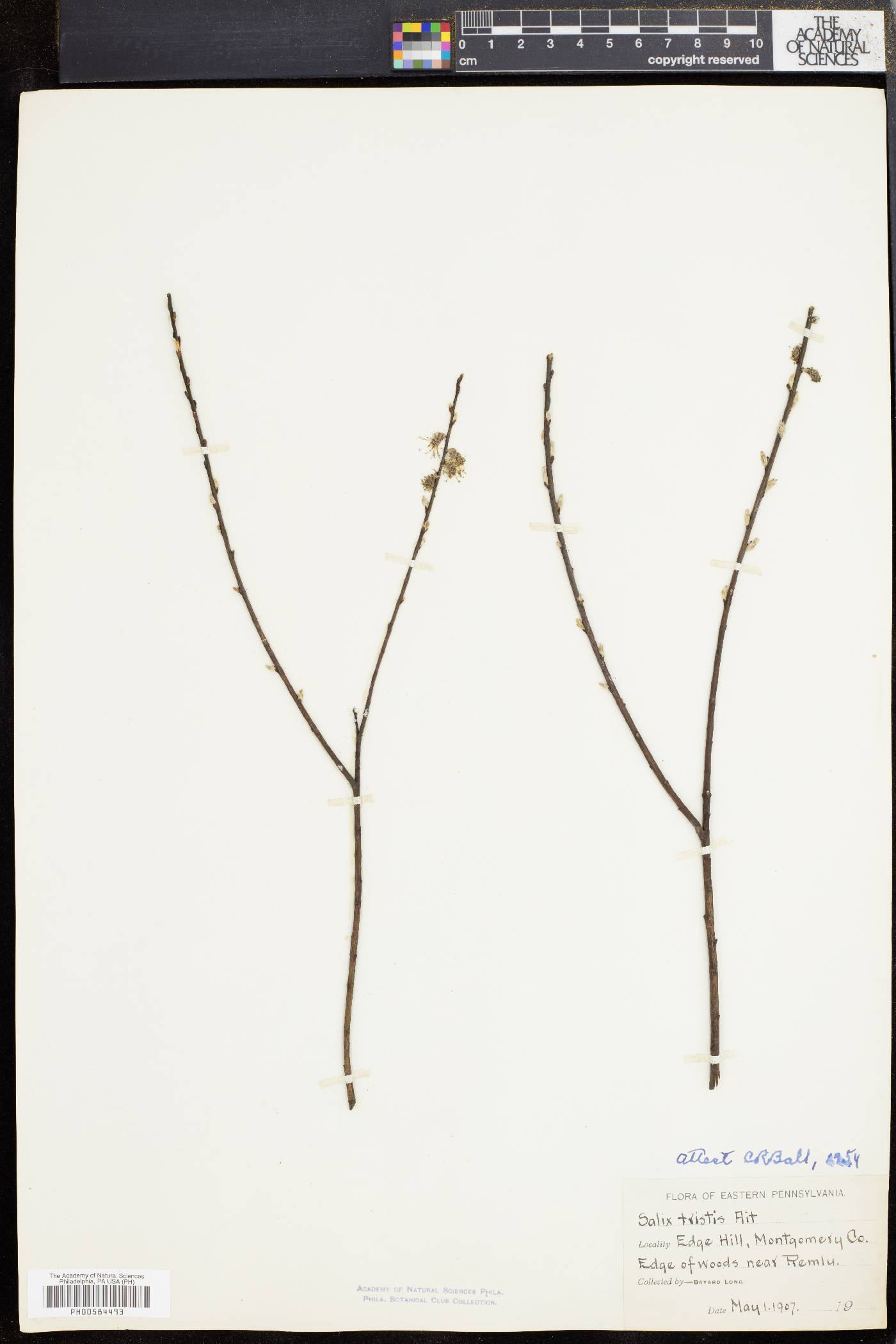 Salix tristis image