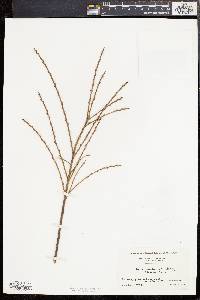 Salix humilis var. microphylla image