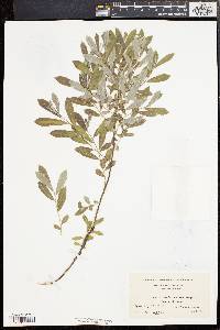 Salix tristis image