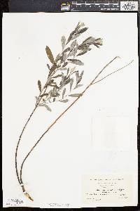 Salix humilis var. microphylla image